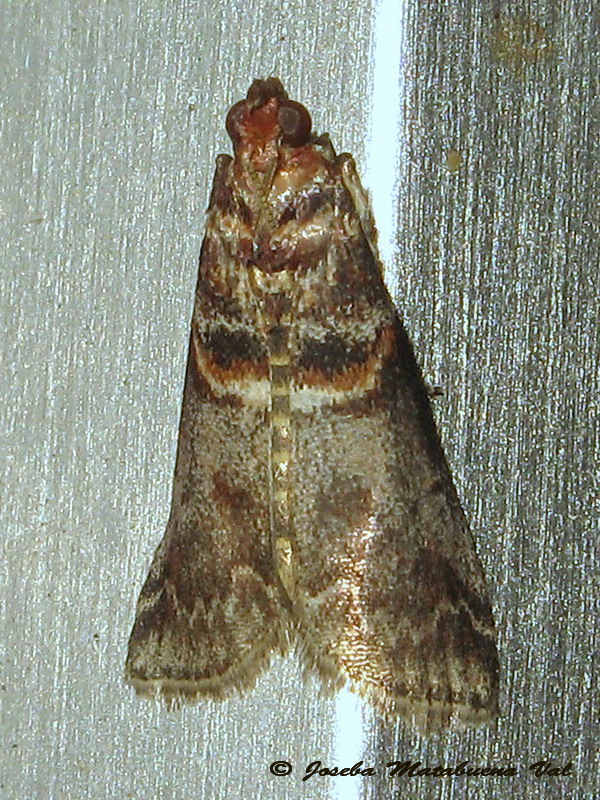 Acrobasis advenella - Pyralidae ?